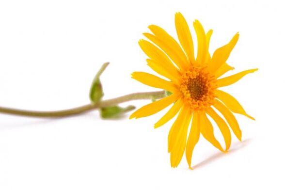 Arnica - the composition of Hondrox spray